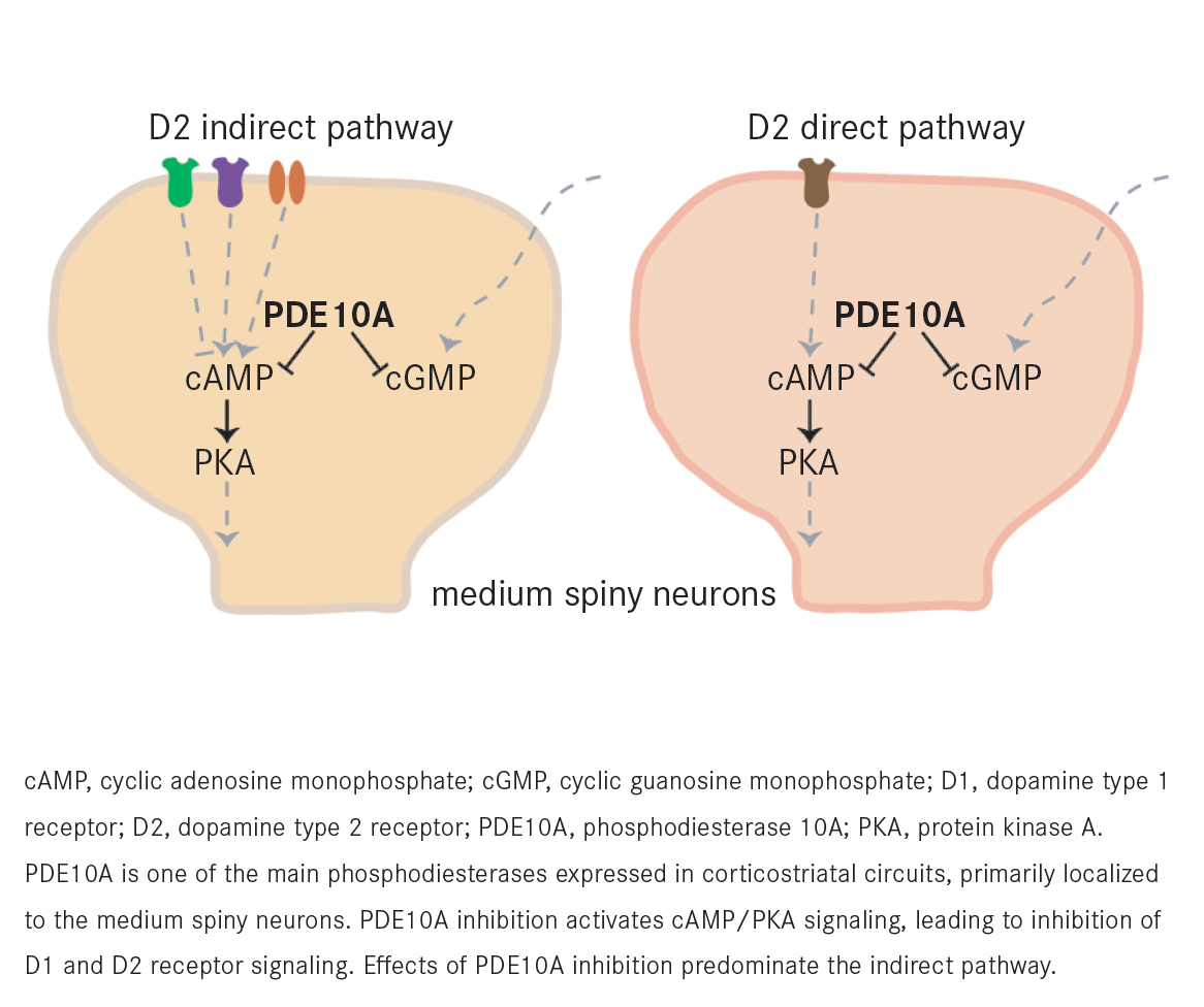FIGURE. PDE10A Inhibition in Tourette Syndrome