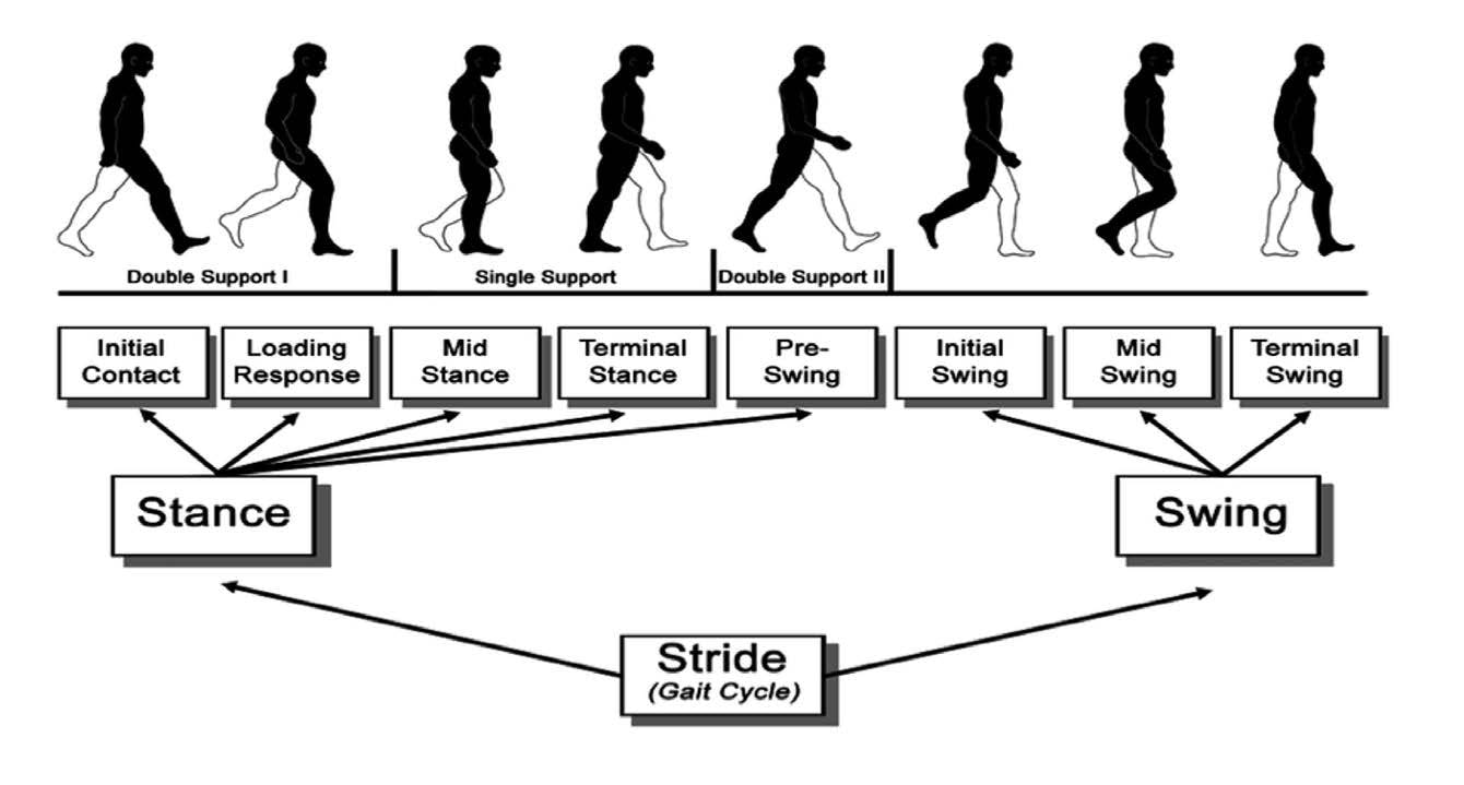 (Click to enlarge)

FIGURE 1. Phases of the human gait cycle in neurotypical individuals

Adapted from Cicirelli et al, 2021.15