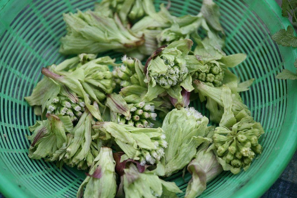 Butterbur -- a popular nutraceutical used to prevent migraine.