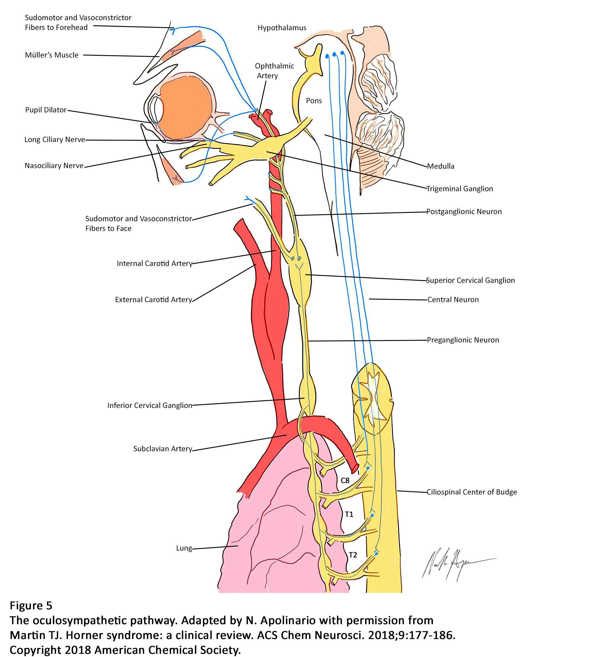  Figure 5. The oculosympathetic pathway
