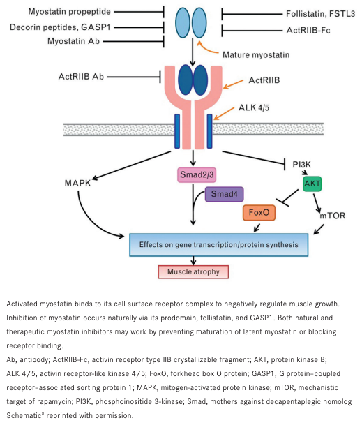 FIGURE. Myostatin Signaling Pathway Containing Numerous Potential Targets for Therapeutic Intervention8,10