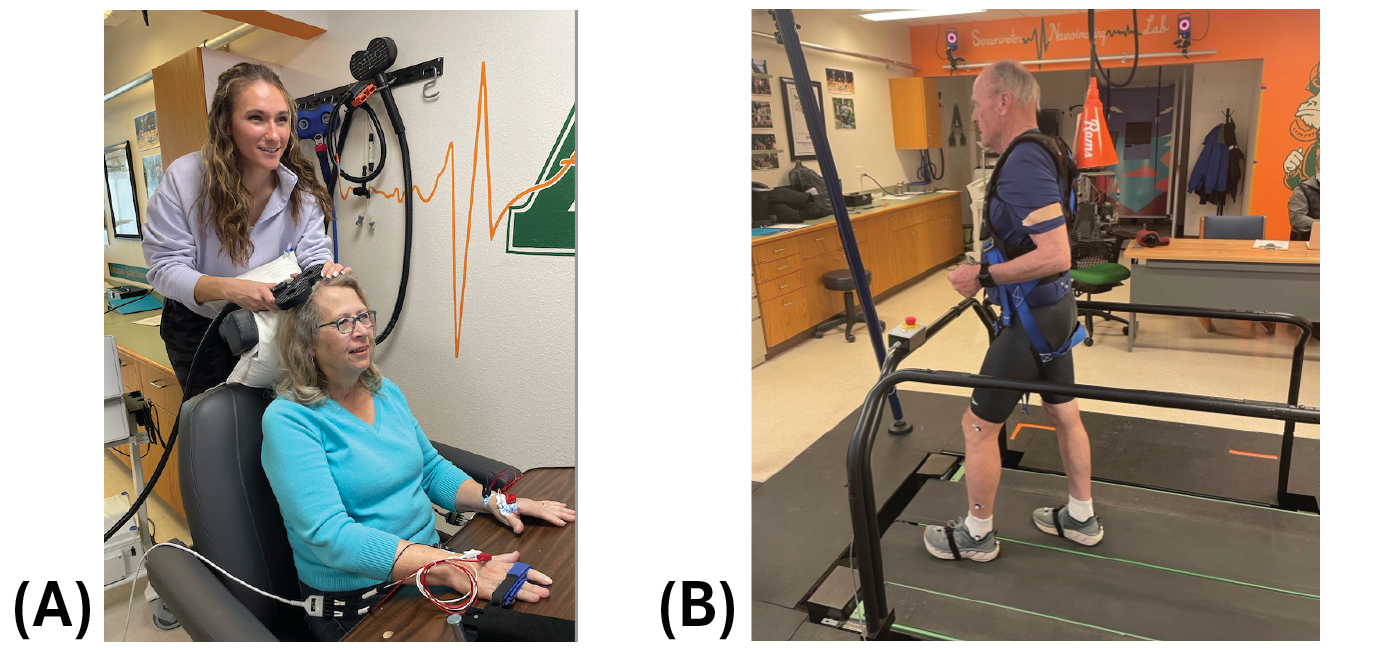 (Click to enlarge)

FIGURE 3. Transcranial Magnetic Stimulation and Split-belt Treadmill Training

Images taken at the Sensorimotor Neuroimaging Laboratory at Colorado State University, run by Brett Fling, PhD, MS. Participants with MS undergo (A) transcranial magnetic stimulation and (B) a split-belt treadmill training paradigm.