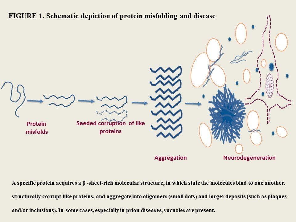 protein misfolding and disease